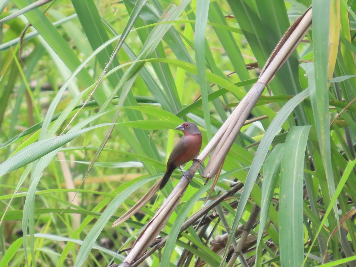 African Firefinch - ML637285573