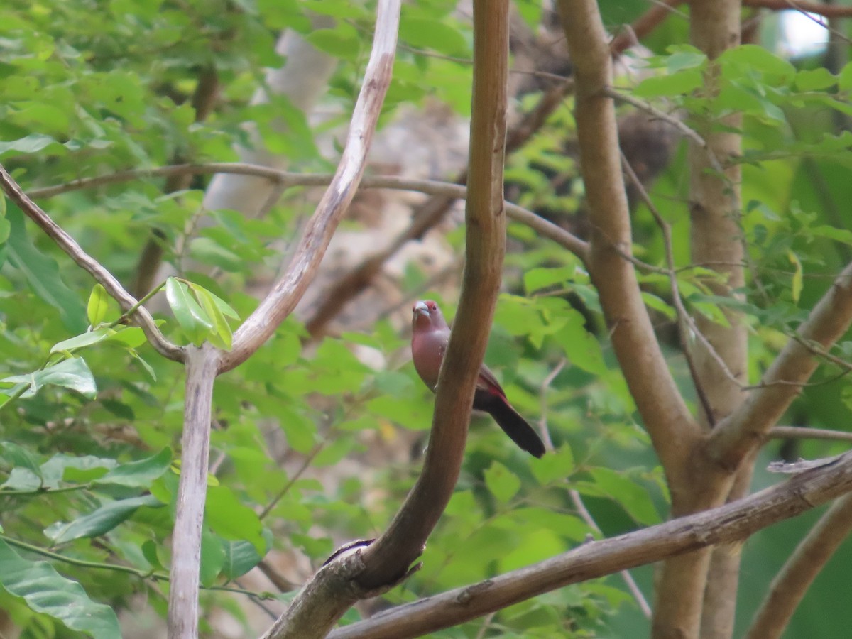 African Firefinch - ML637285574