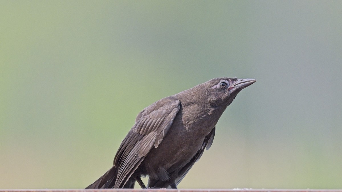 Common Grackle - ML637285596