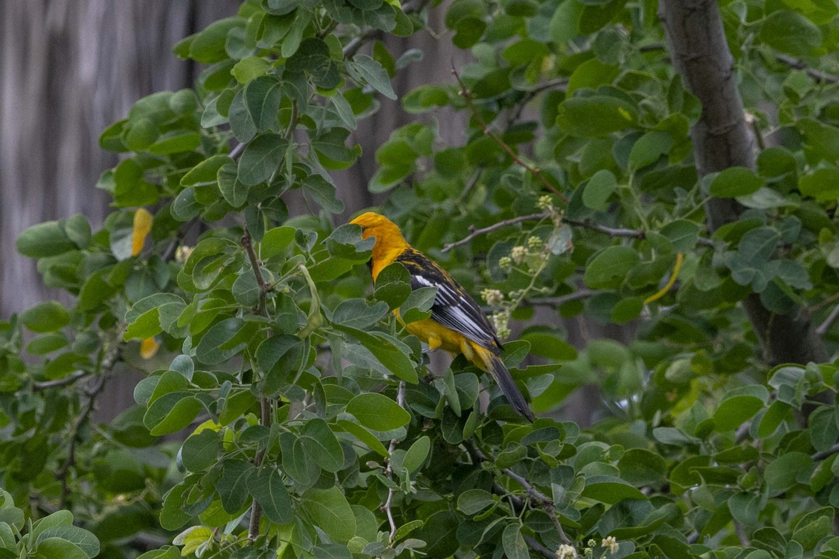 Streak-backed Oriole - ML637285613