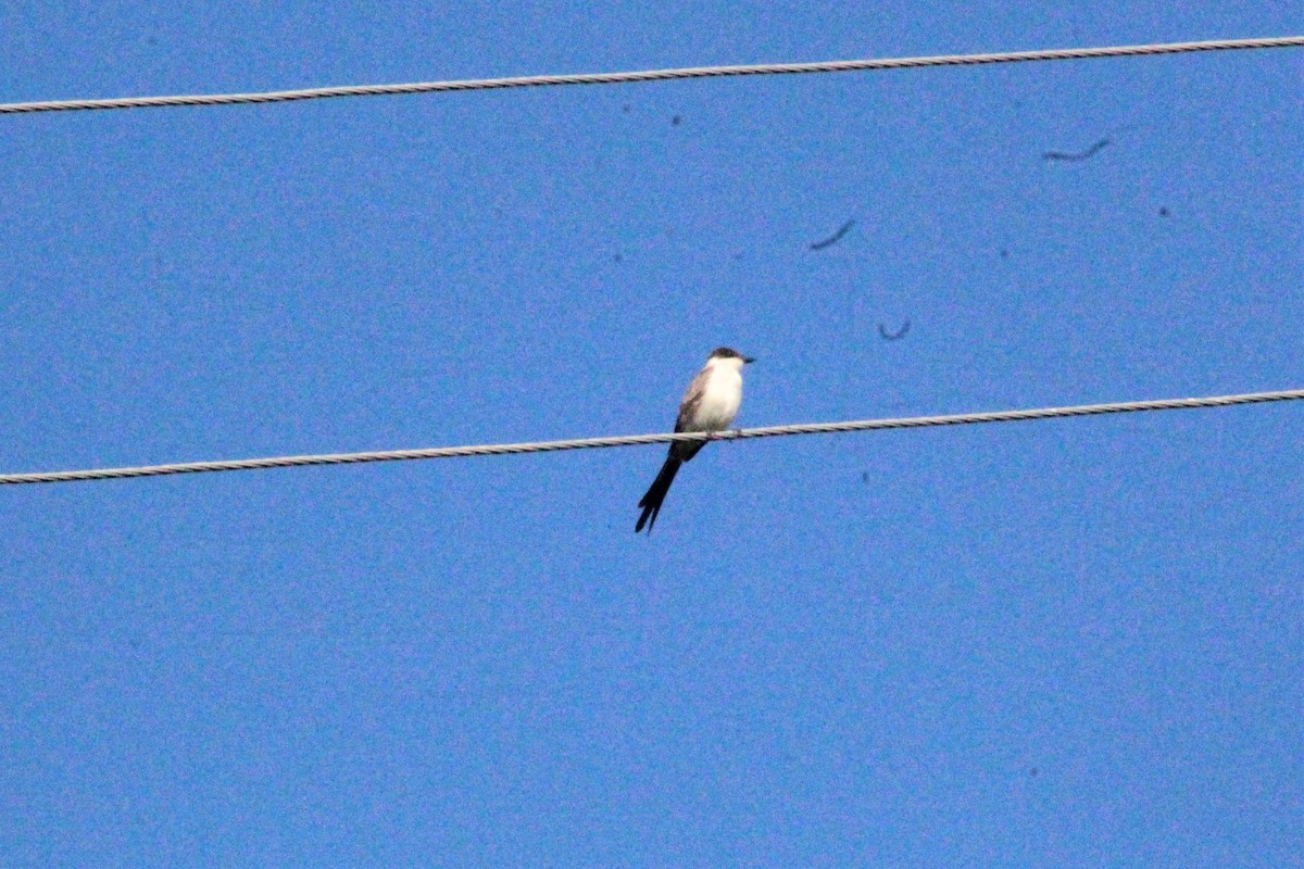 Fork-tailed Flycatcher - ML637285699