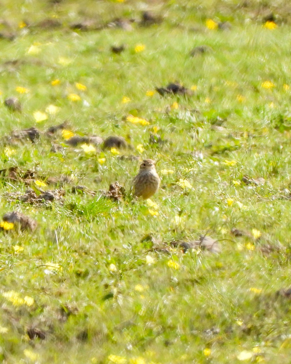 Common Miner - ML637285723