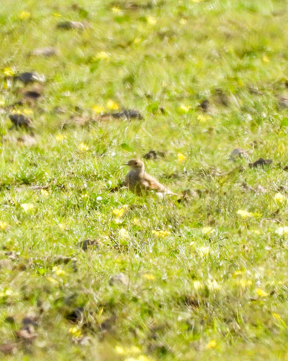 Common Miner - ML637285724