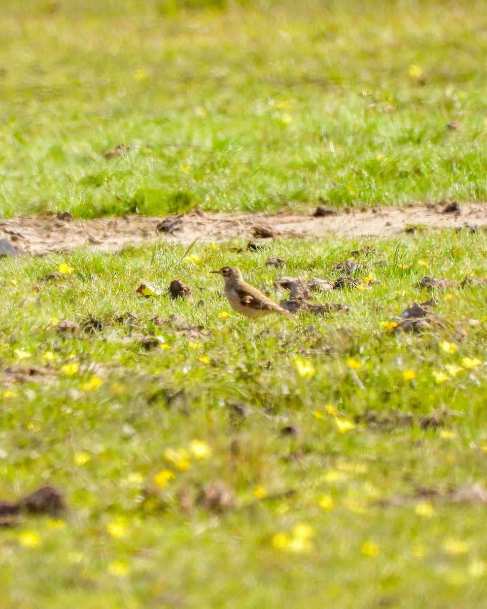 Common Miner - ML637285725