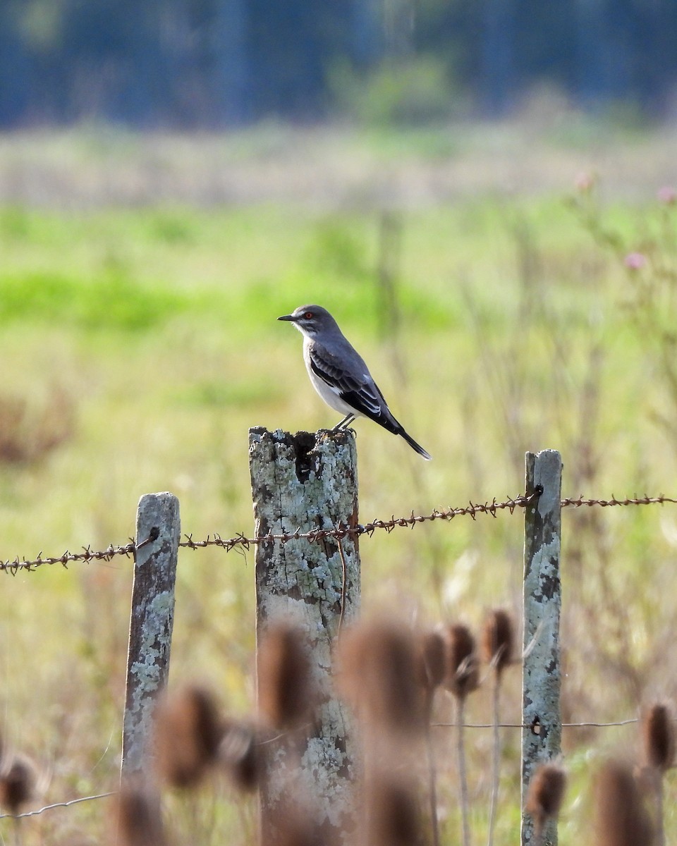 Gray Monjita - ML637285736