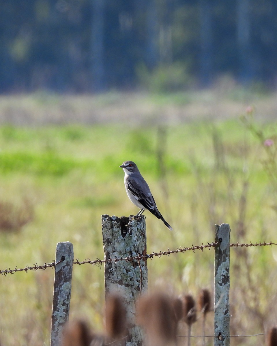 Gray Monjita - ML637285738