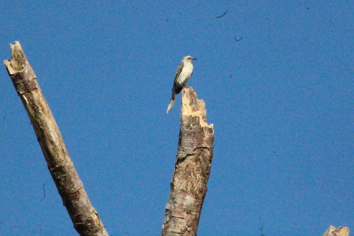 Tropical Mockingbird - ML637285739