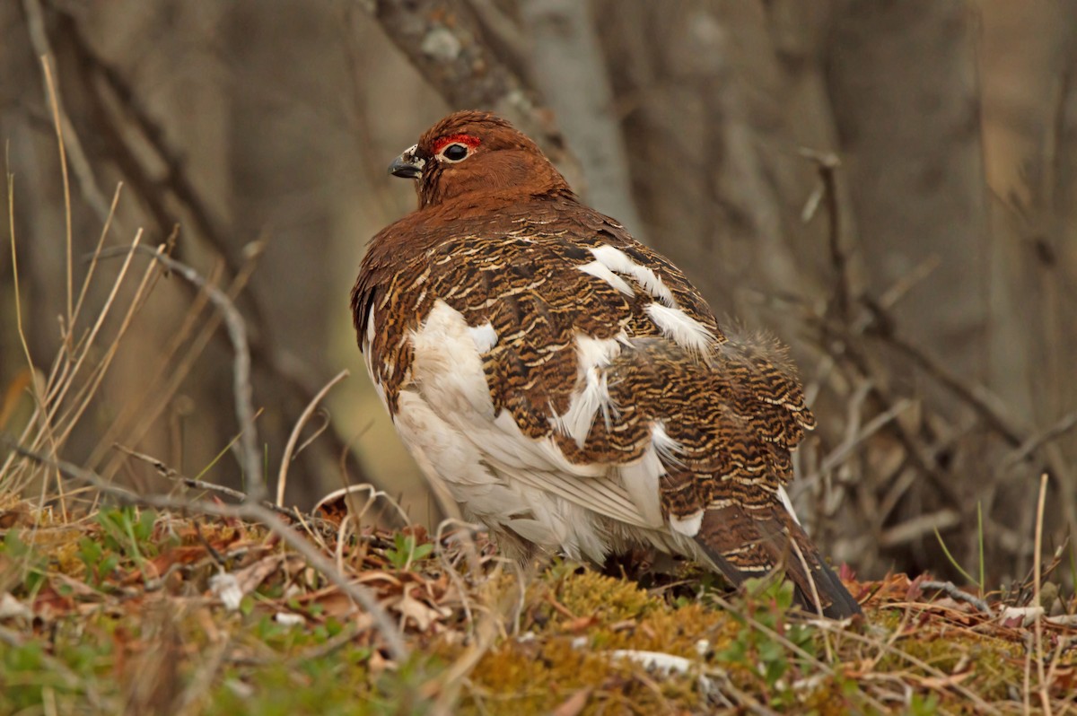 Willow Ptarmigan - ML637285756