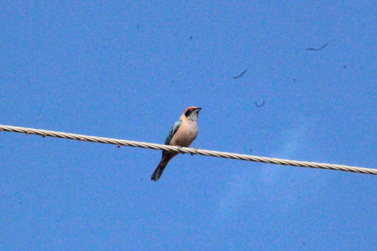 Burnished-buff Tanager - ML637285764