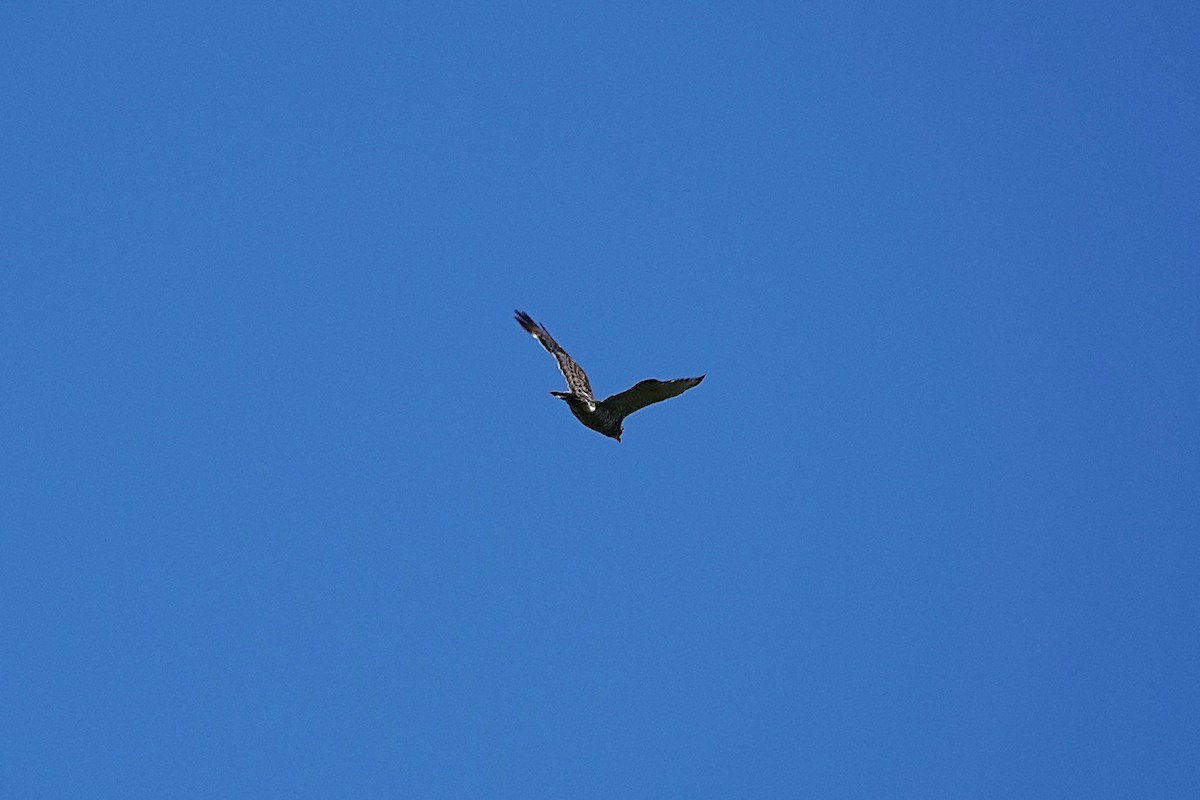 Broad-winged Hawk - ML637285785