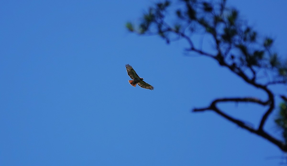 Red-tailed Hawk - ML637285798