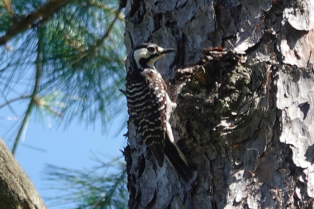 Red-cockaded Woodpecker - ML637285804