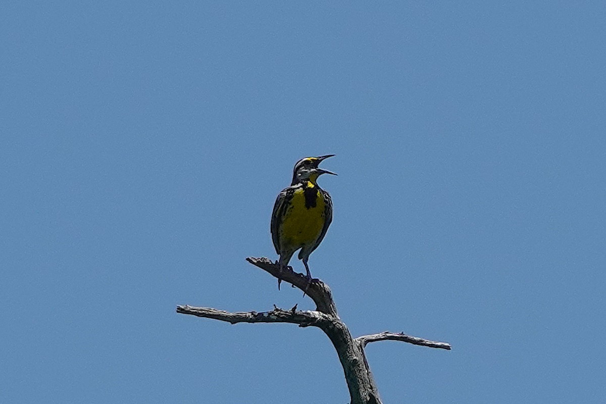 Eastern Meadowlark - ML637285905