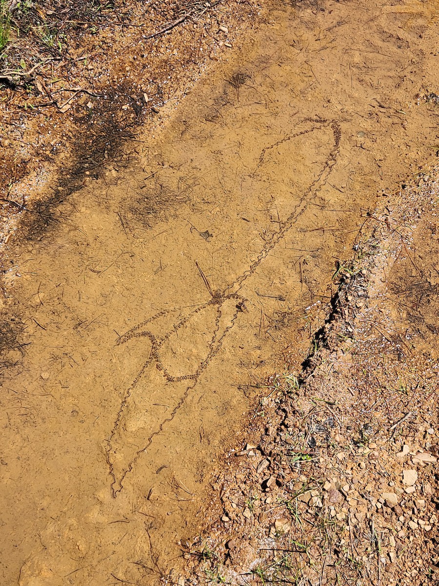 Amphibians - ML637286168