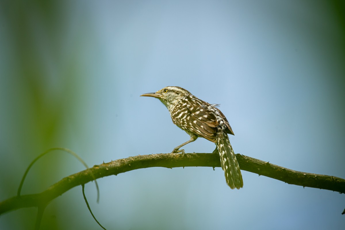 Stripe-backed Wren - ML637286185