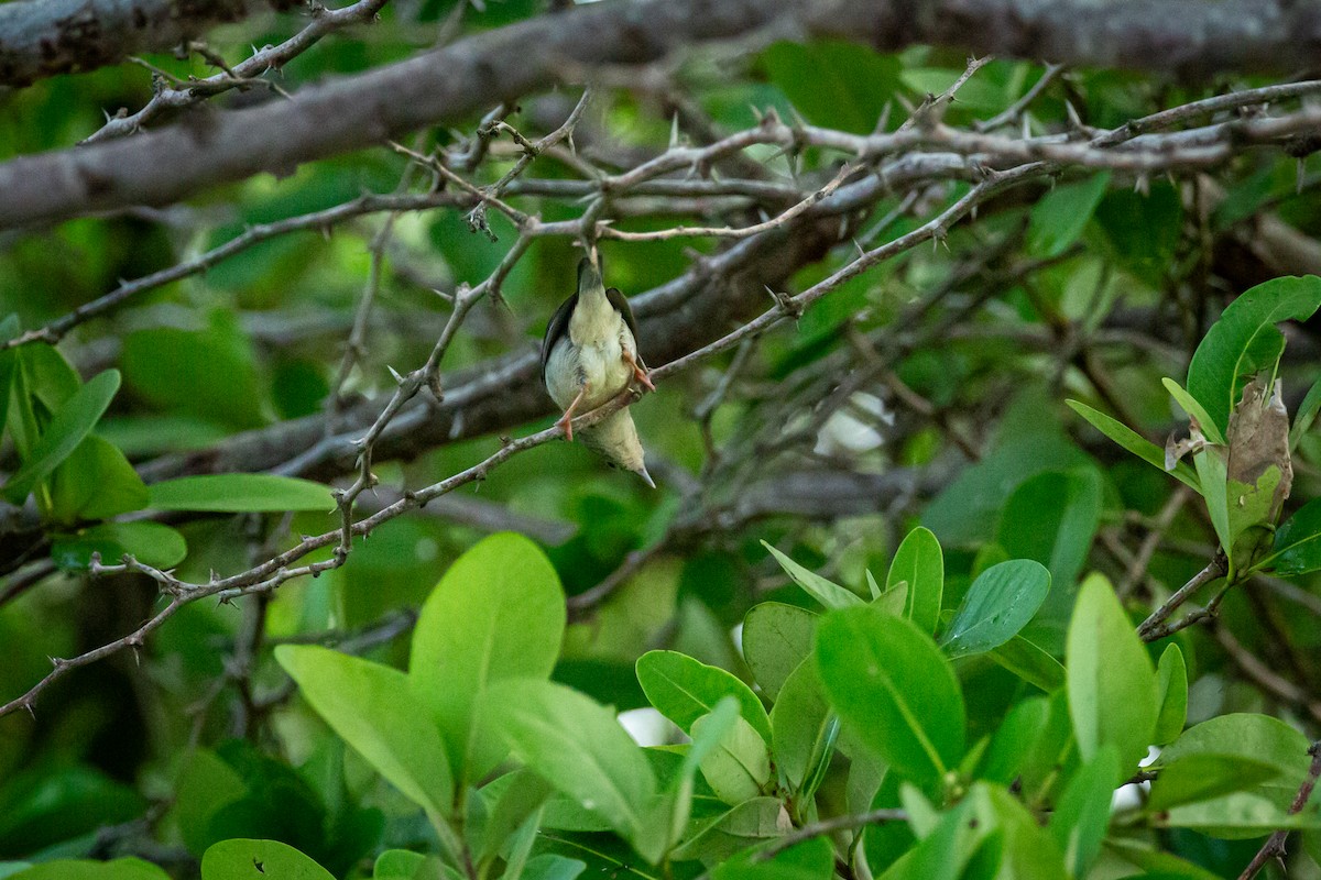 Bicolored Conebill - ML637286411