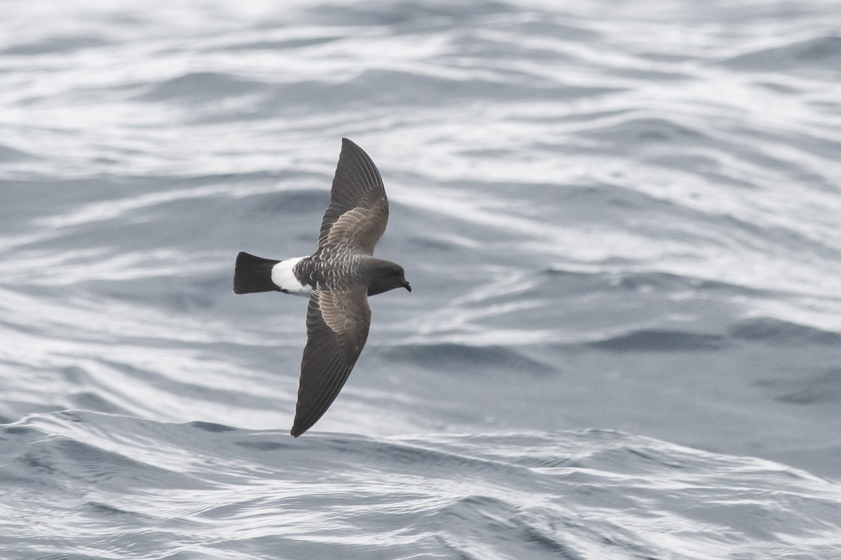 White-bellied Storm-Petrel - ML637286423