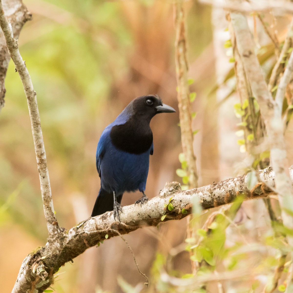 Azure Jay - ML637286452