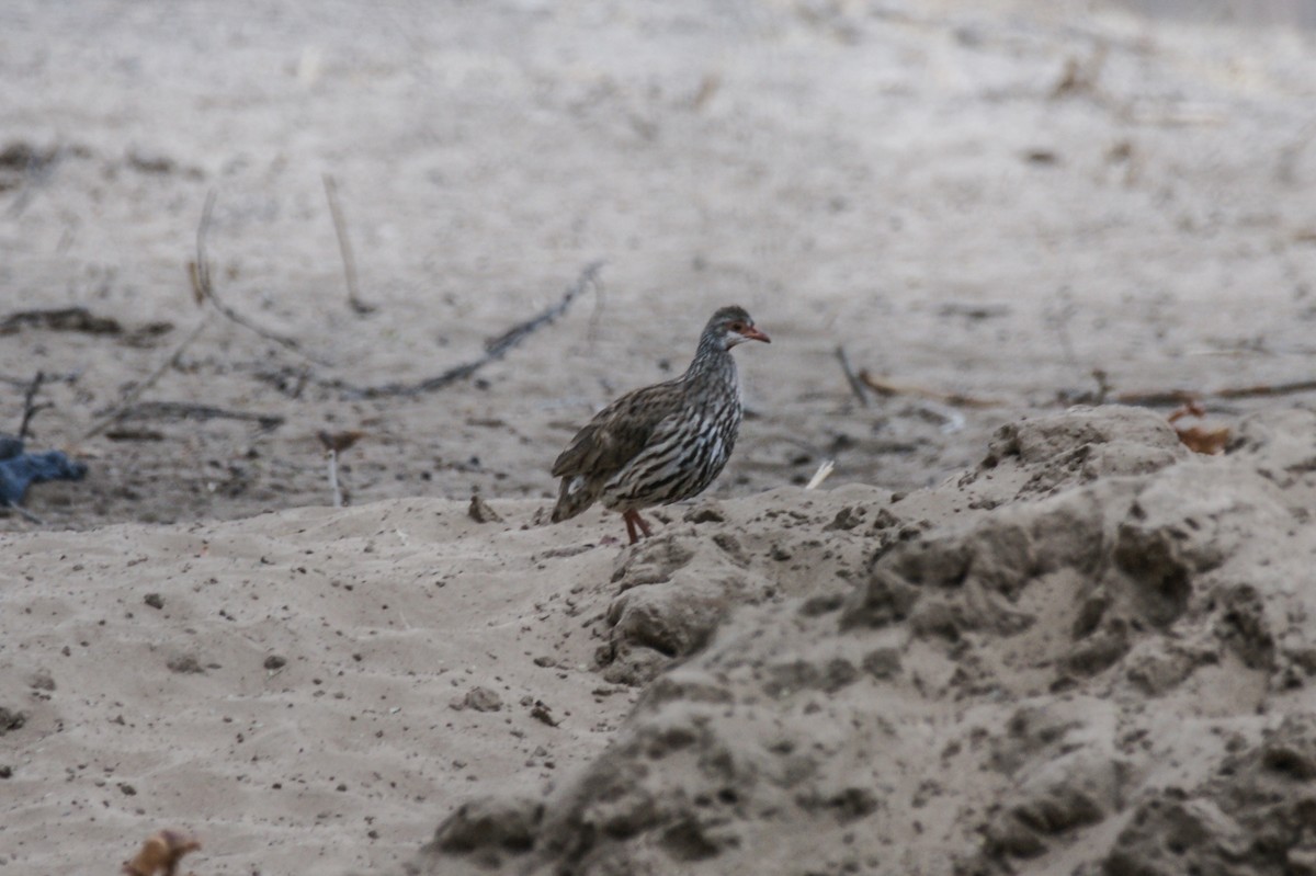 Red-necked Spurfowl - ML637286557
