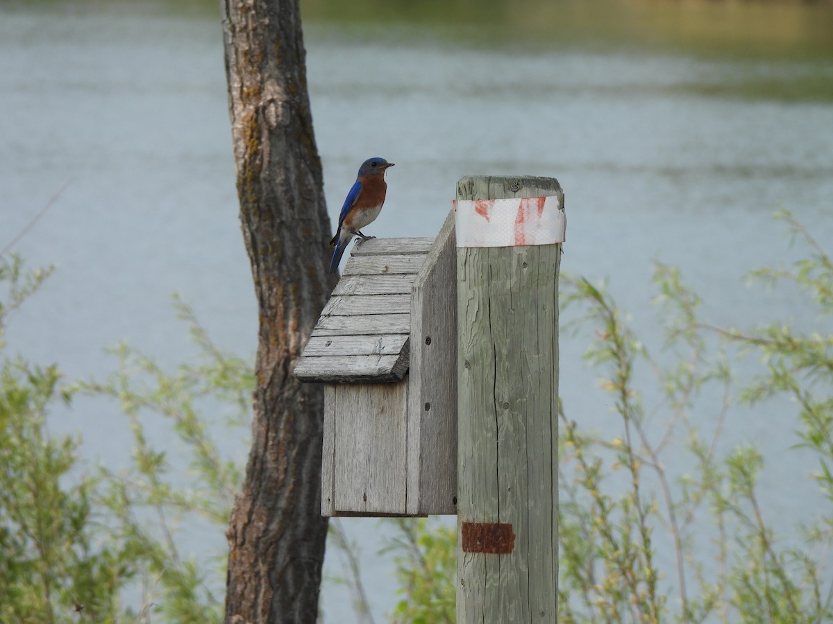 Eastern Bluebird - ML637286576