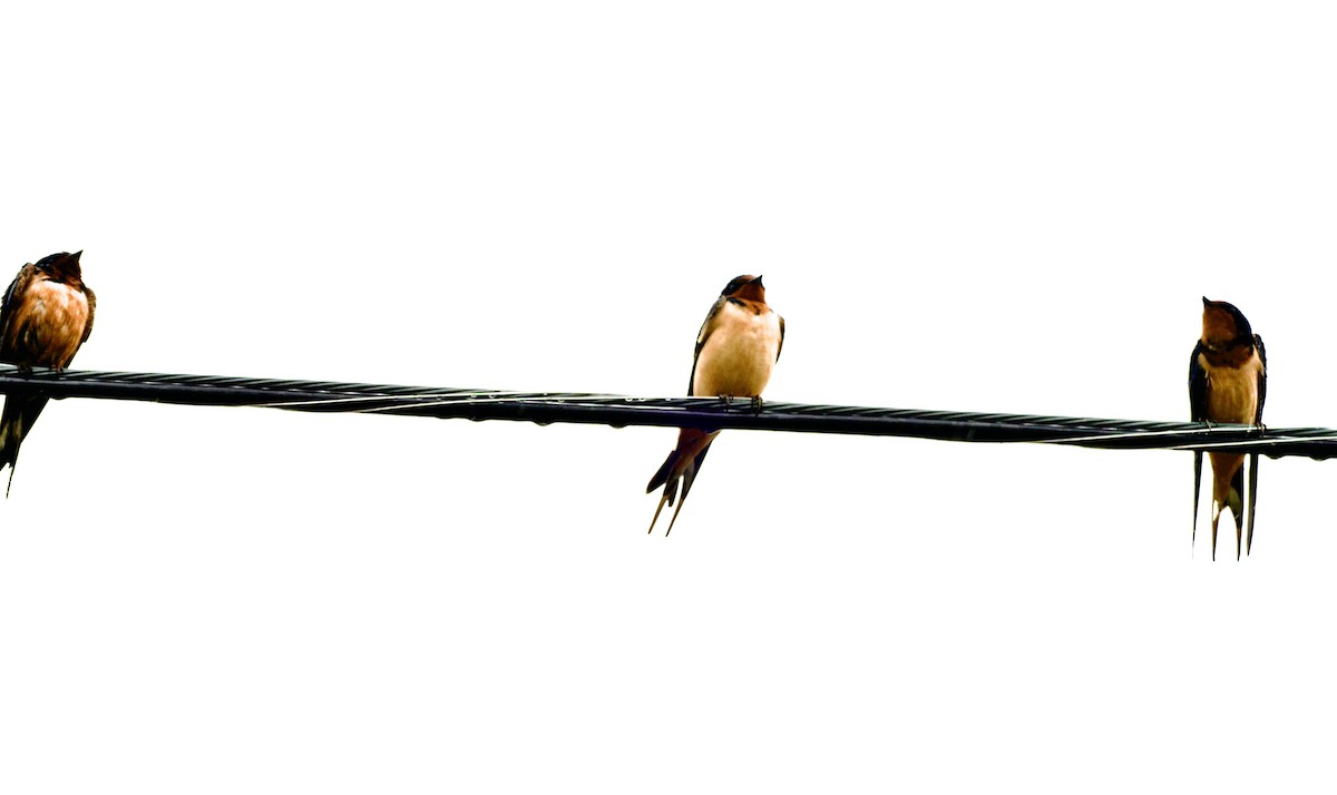 Barn Swallow - ML637286624