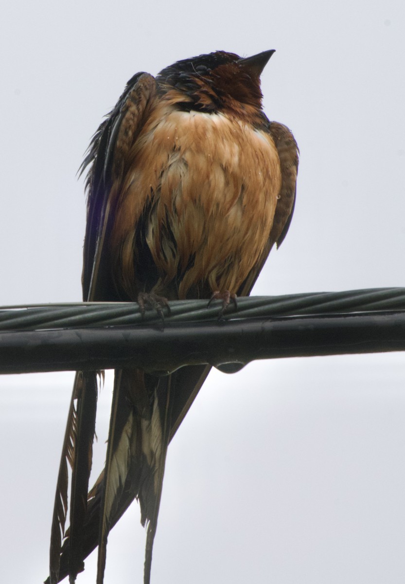 Barn Swallow - ML637286625