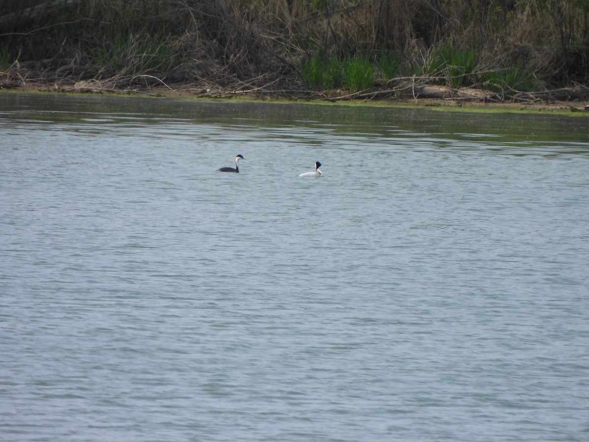 Western Grebe - ML637286675