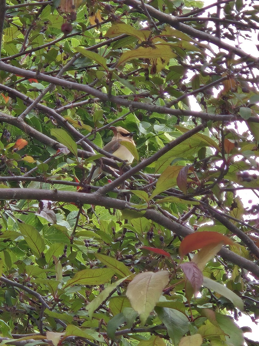 Cedar Waxwing - ML637286705
