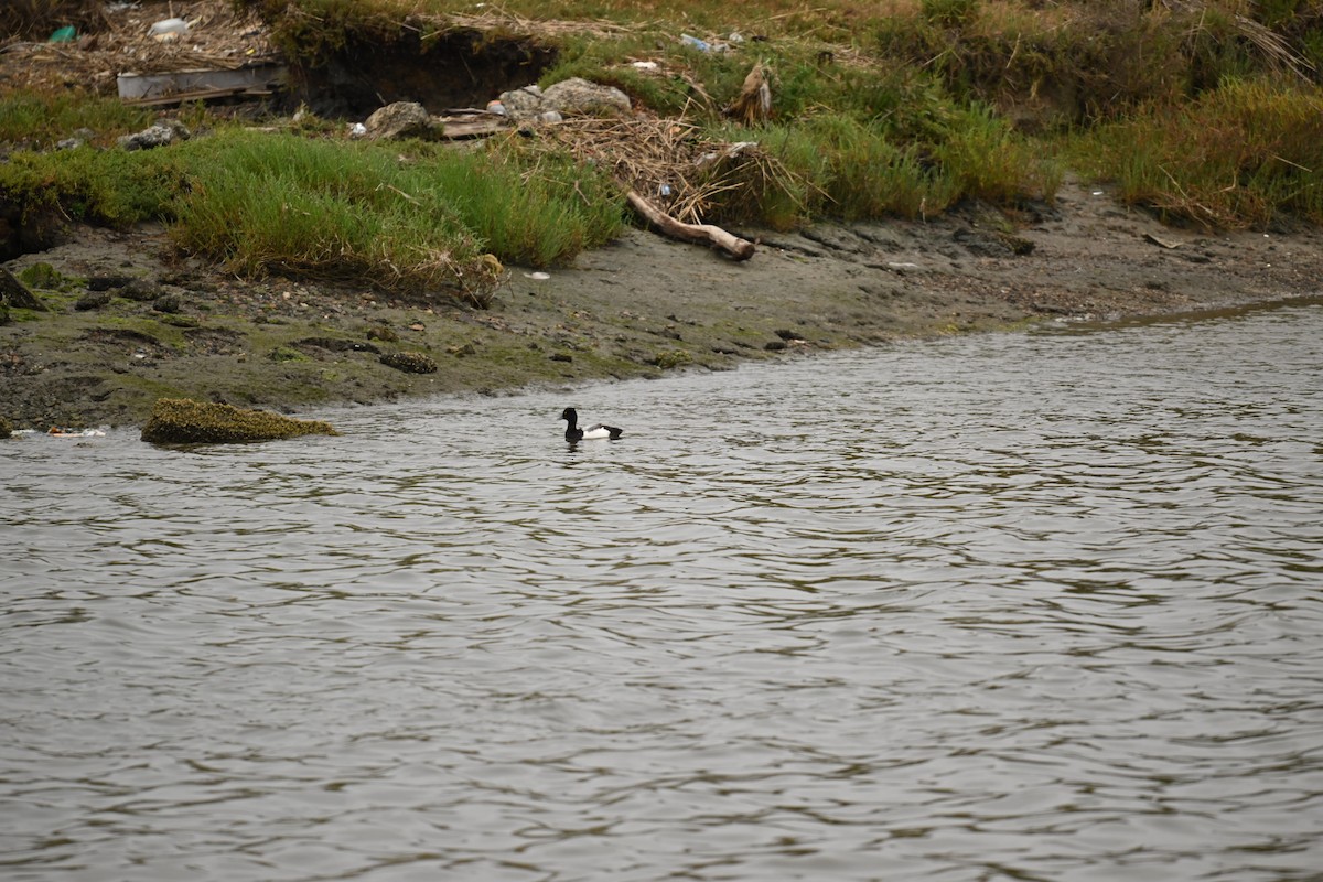 Lesser Scaup - ML637286748