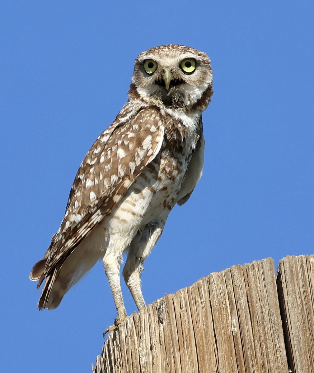 Burrowing Owl - ML637286752