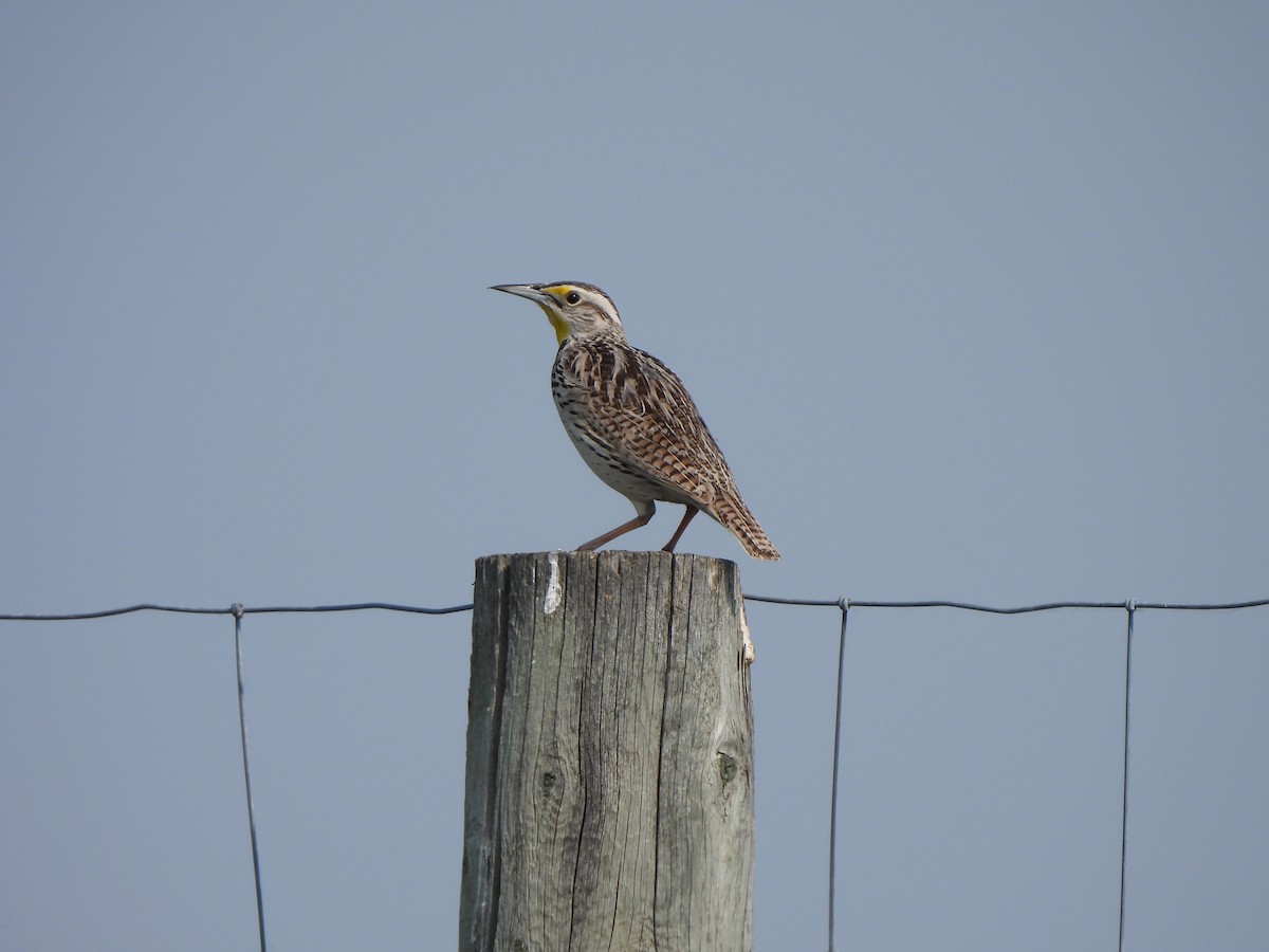 Western Meadowlark - ML637286810