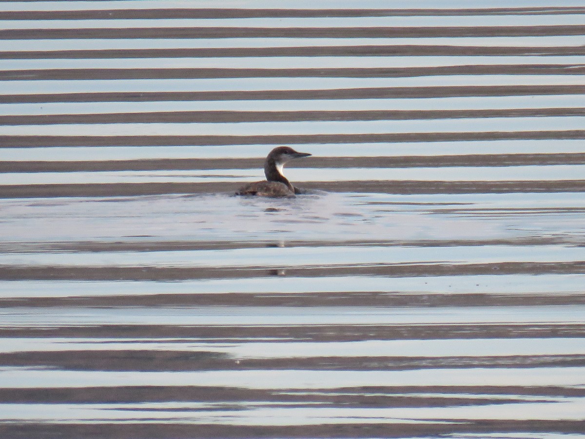 Pacific Loon - ML637286812