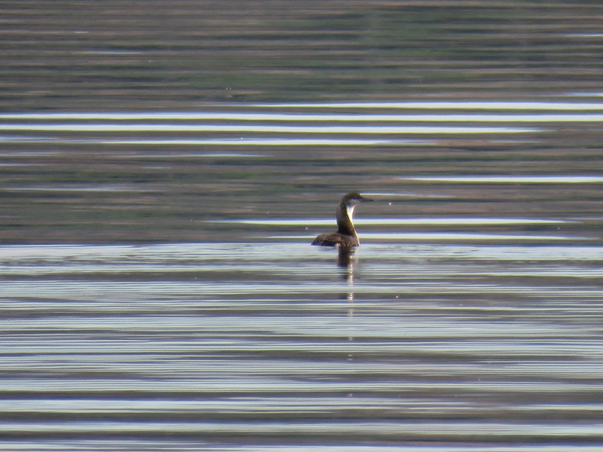 Pacific Loon - ML637286813