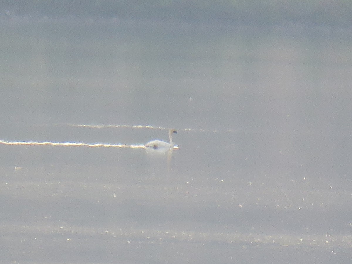 Trumpeter Swan - ML637286856