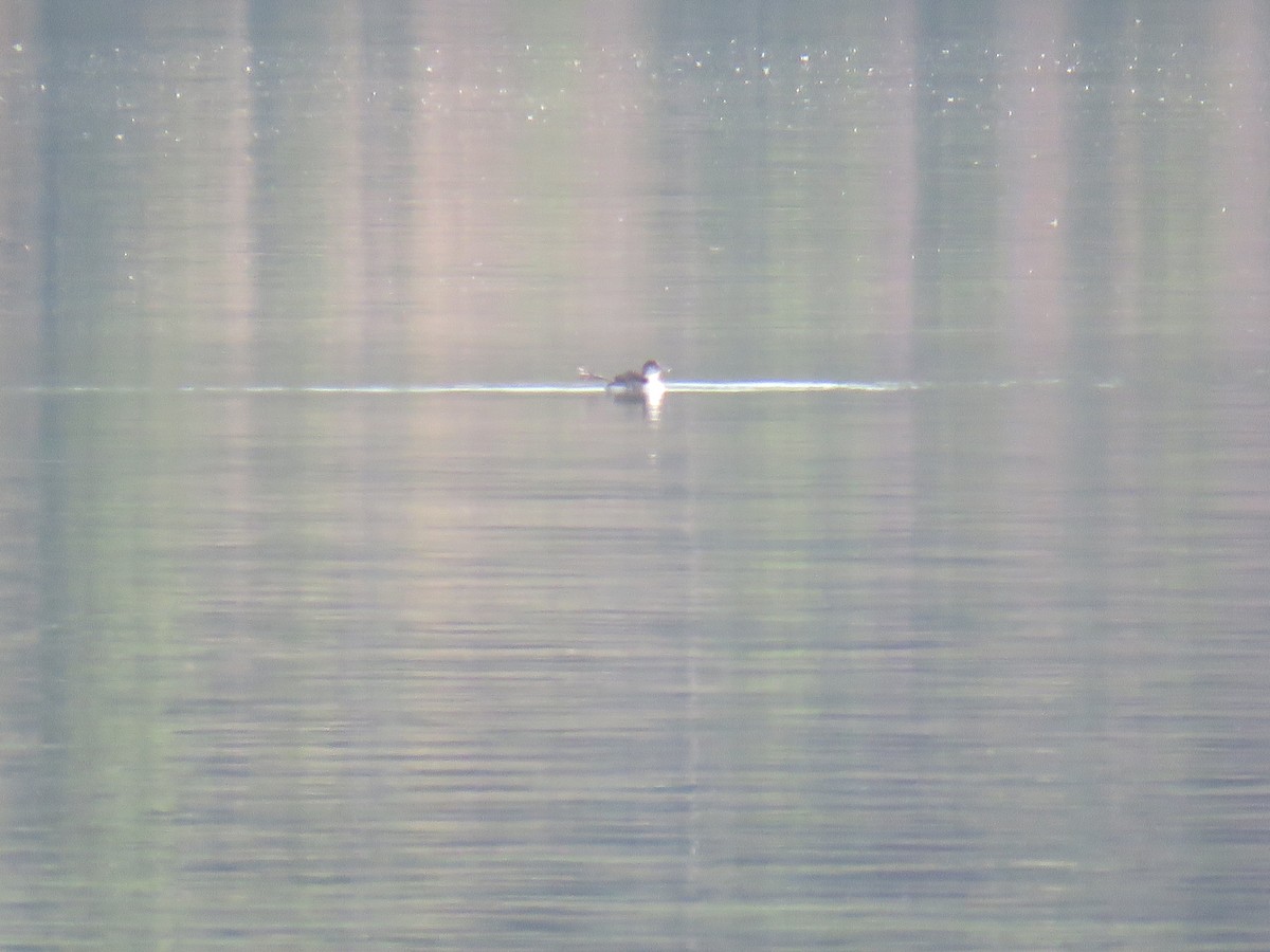 Common Loon - ML637286866