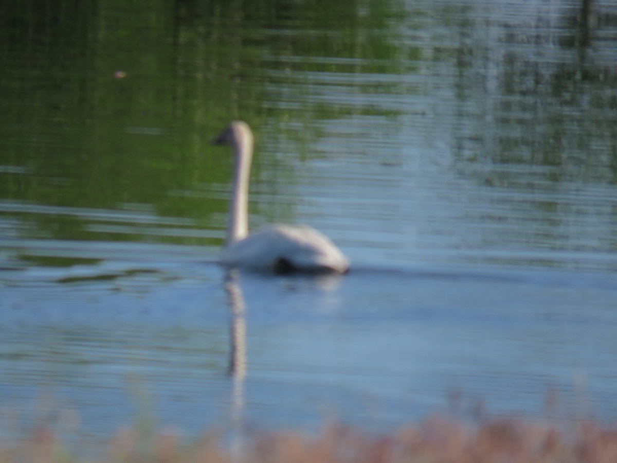 Trumpeter Swan - ML637286925