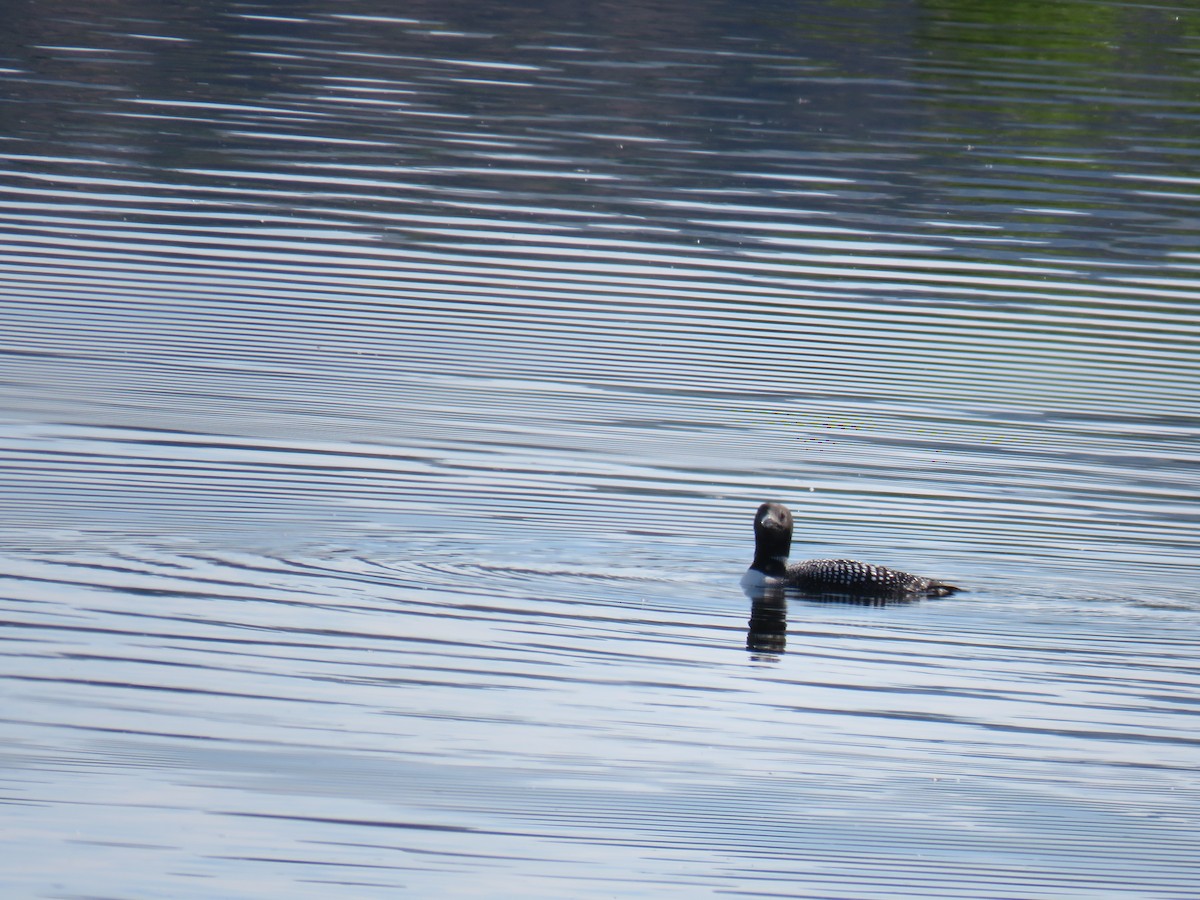 Common Loon - ML637286962