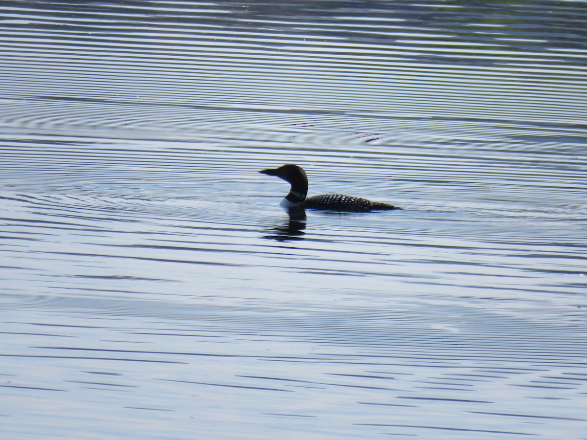 Common Loon - ML637286963