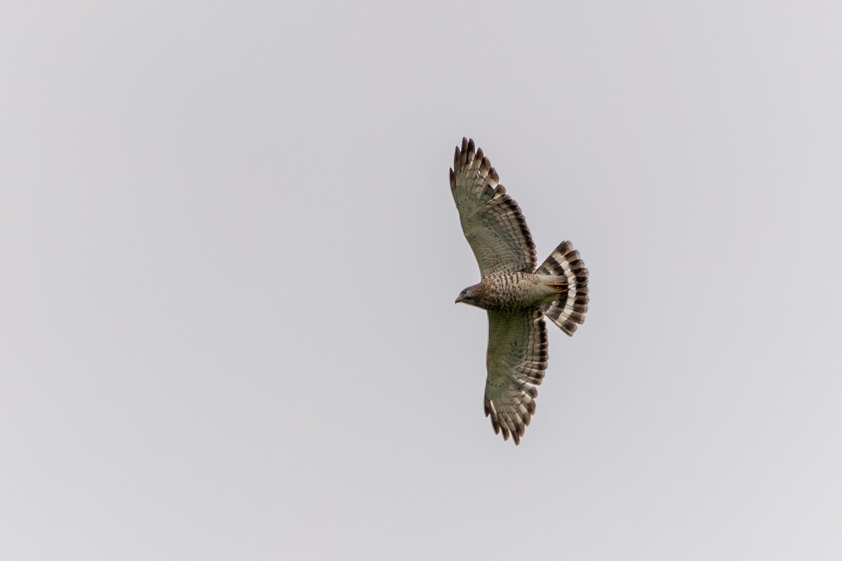Broad-winged Hawk - ML637286976
