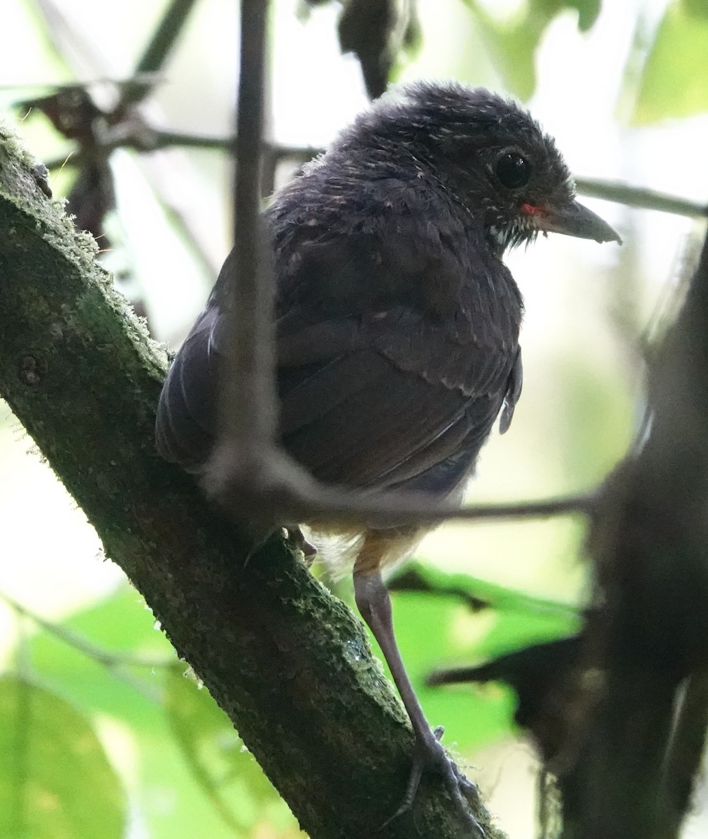 Moustached Antpitta - ML637286993