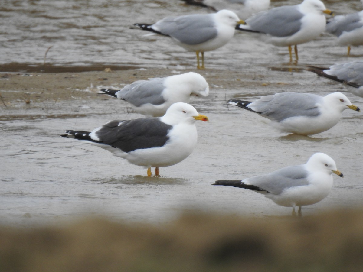 Lesser Black-backed Gull - ML637287034