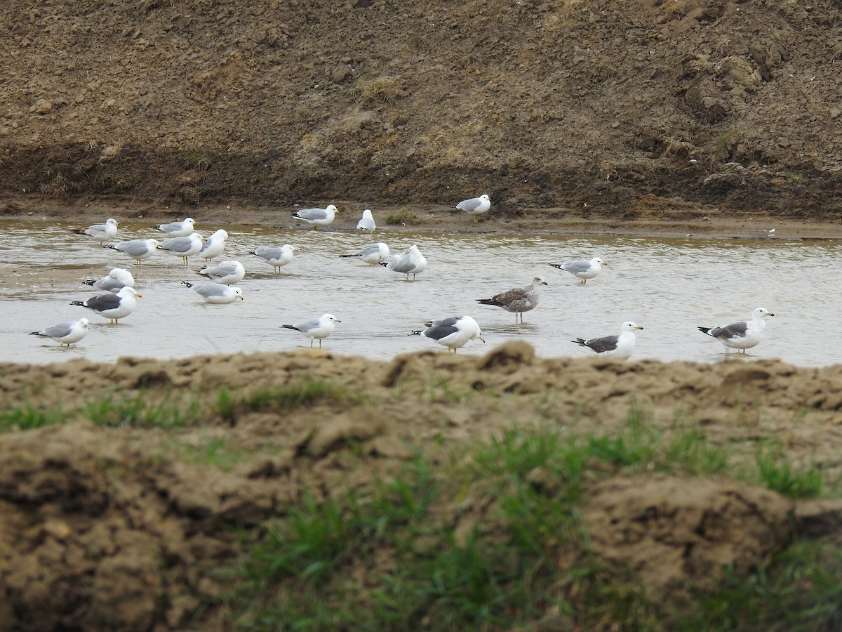 Lesser Black-backed Gull - ML637287035