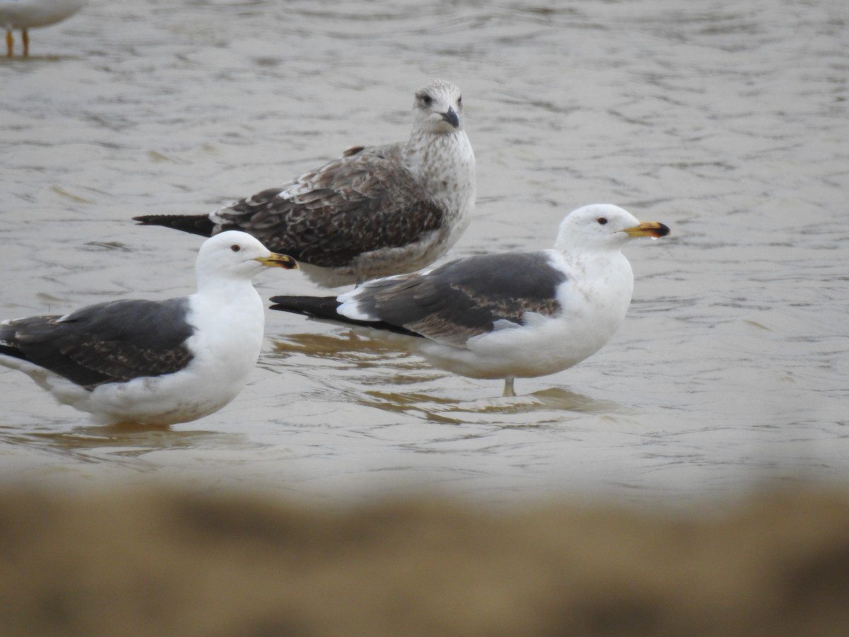 Lesser Black-backed Gull - ML637287036