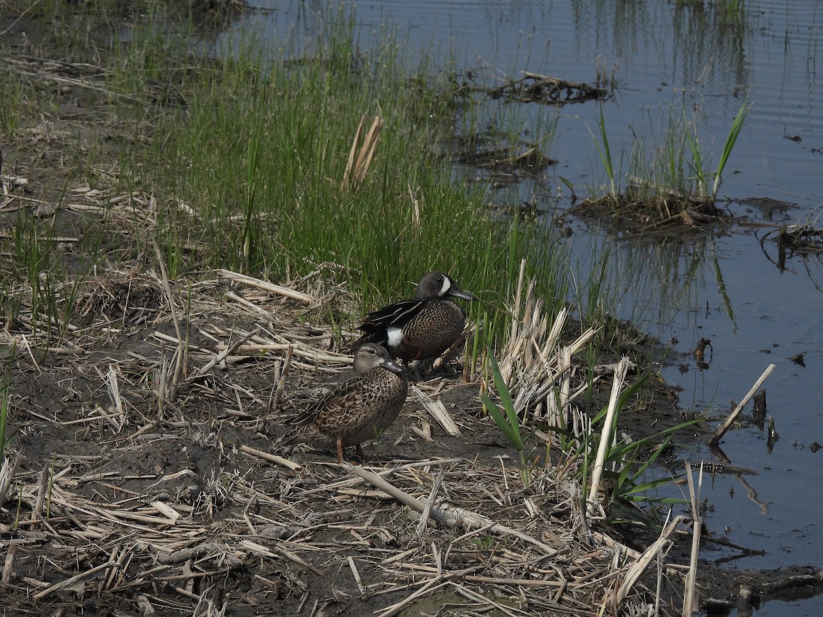 שרשיר כחול-כנף - ML637287069