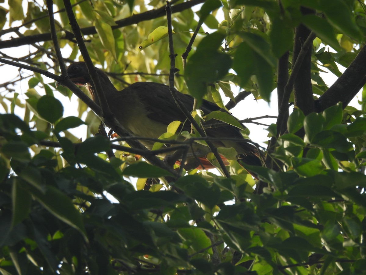 Chestnut-winged Chachalaca - ML637287088