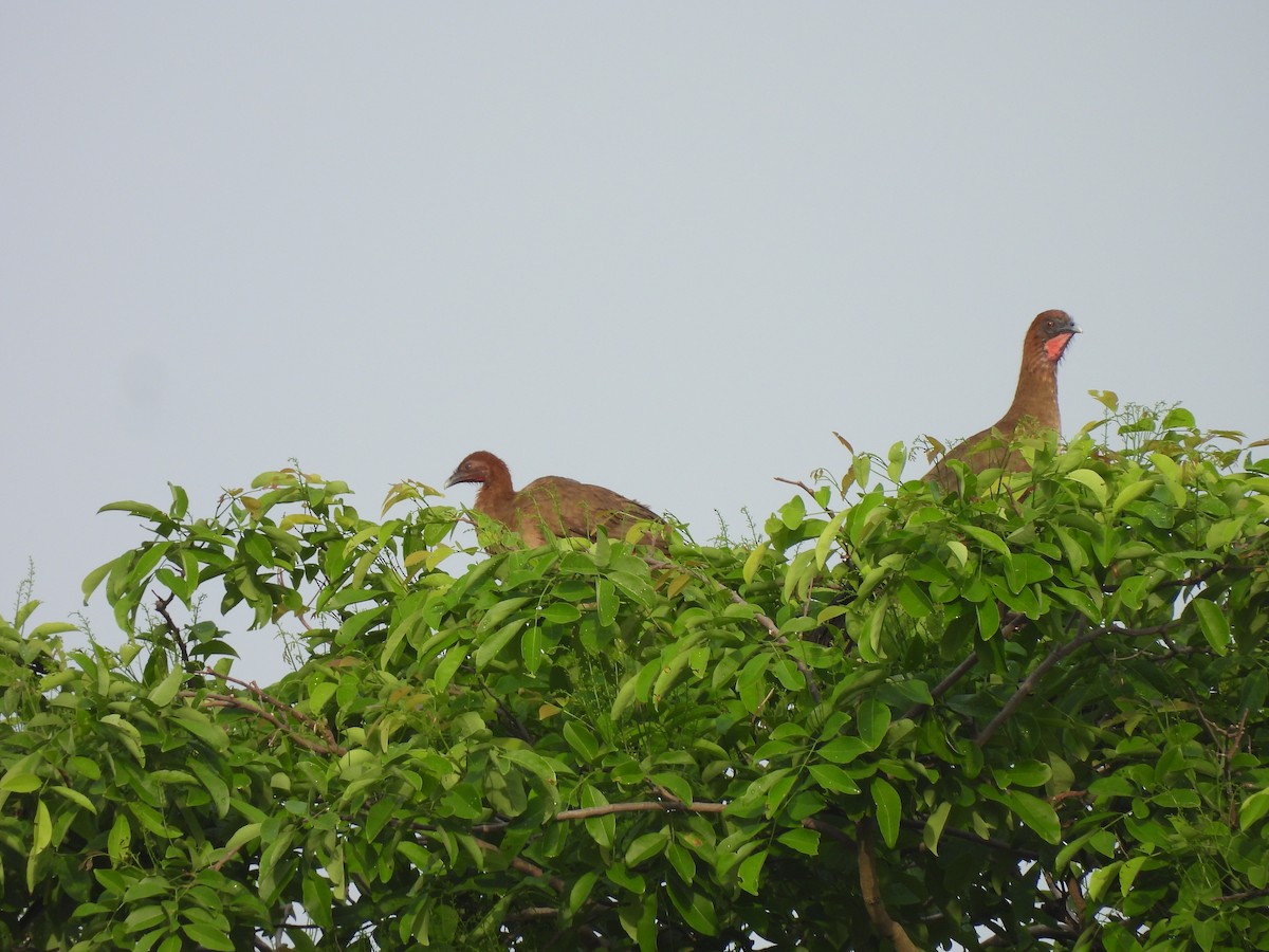 Chestnut-winged Chachalaca - ML637287089