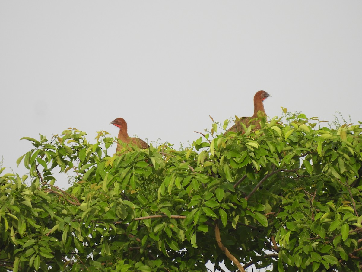 Chestnut-winged Chachalaca - ML637287090