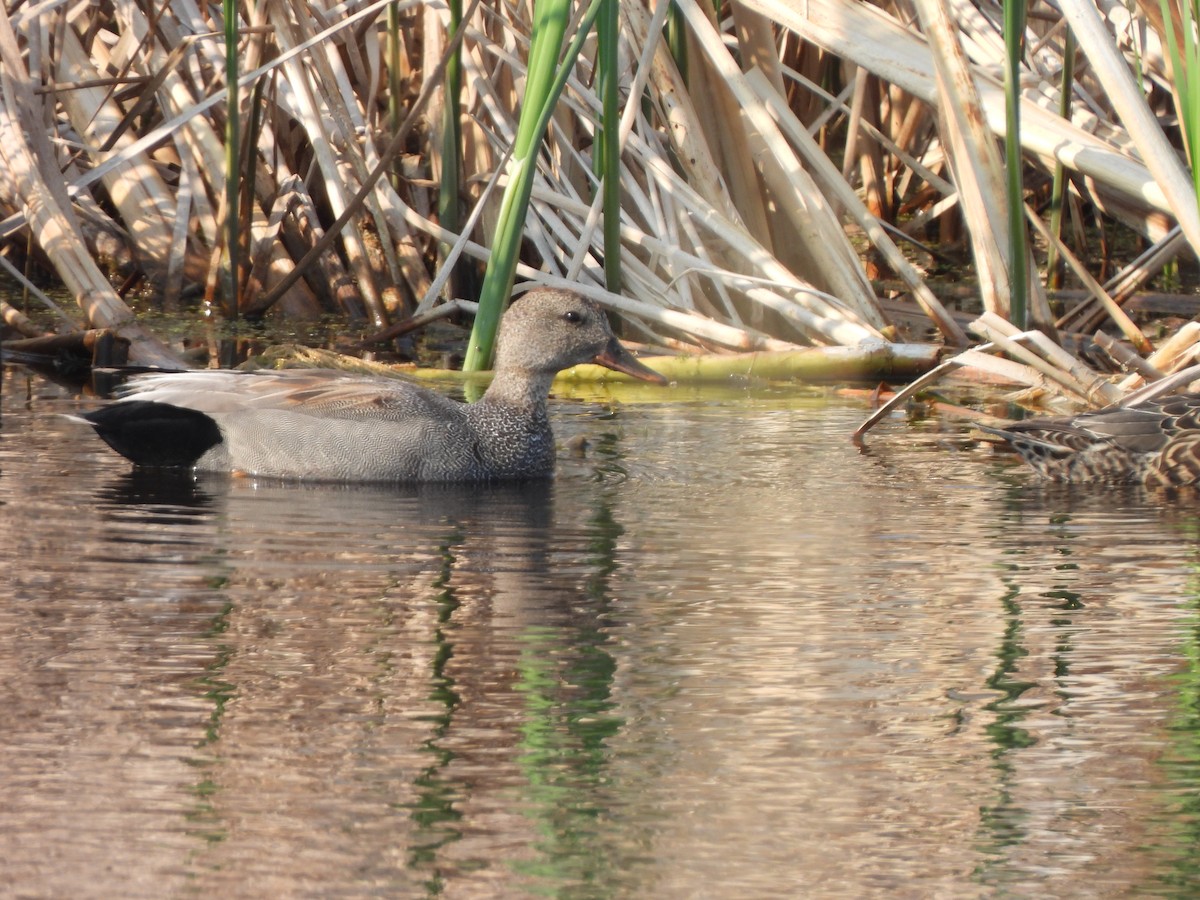 ברווז אפור - ML637287115
