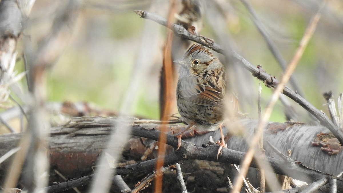 Lincoln's Sparrow - ML637287146