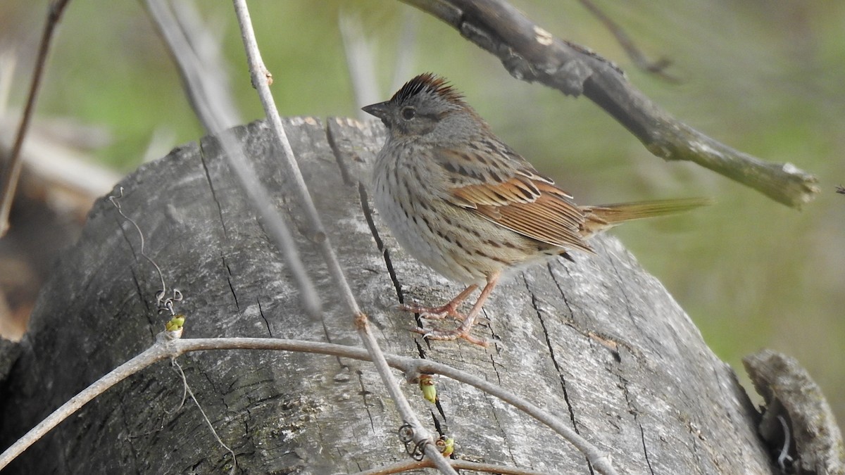 Lincoln's Sparrow - ML637287147